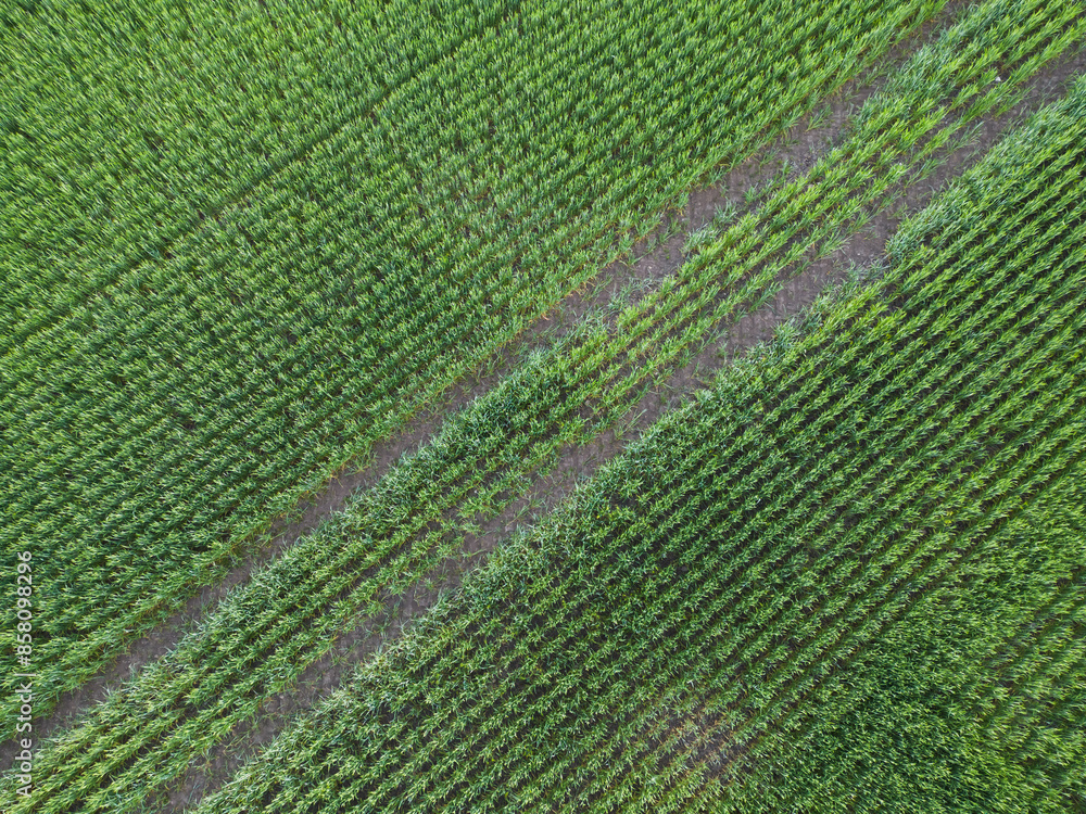 Photo background texture, tractor tracks diagonally on a green field with young wheat. Photo background texture, tractor tracks diagonally on a green field with young wheat.