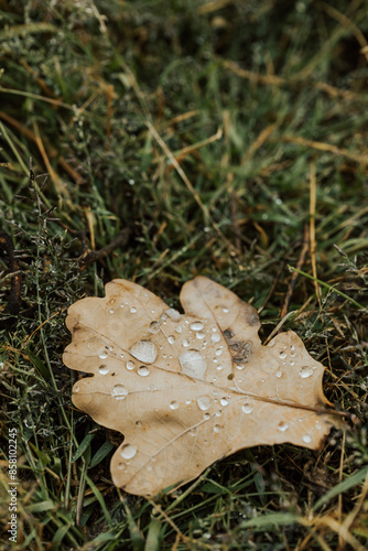leaf on the grass