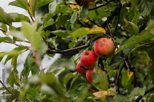 apple on a branch