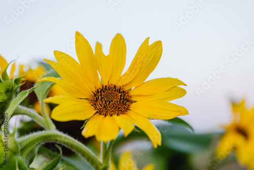 sunflower on sky background