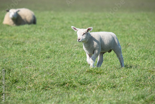 sheep and lambs