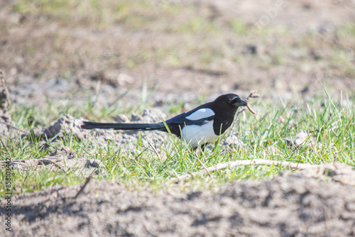 blackbird on the grass