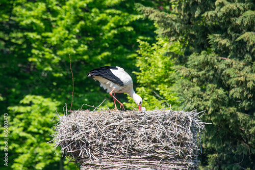 white stork in the nest
