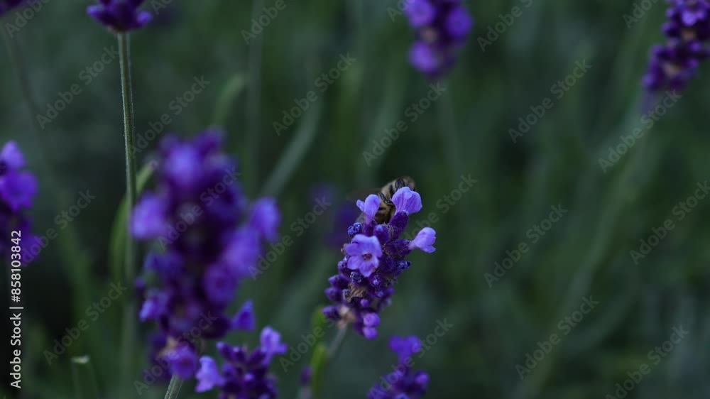 A bee flies between the lavender. A cloudy day A bee flies between the lavender. A cloudy day