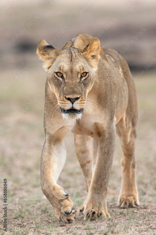 Lioness (Panthera leo) portrait, Kgalagadi Transfrontier Park, Northern Cape, South Africa. Lioness (Panthera leo) portrait, Kgalagadi Transfrontier Park, Northern Cape, South Africa.