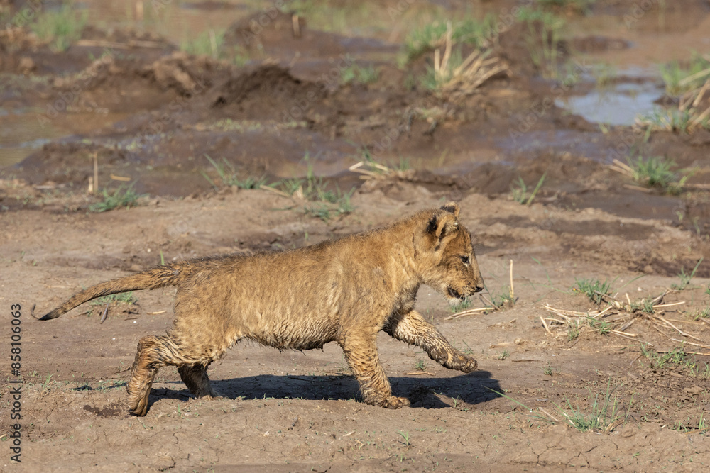Lion (Panthera leo) cub, running, Mashatu Game Reserve, Botswana. Lion (Panthera leo) cub, running, Mashatu Game Reserve, Botswana.
