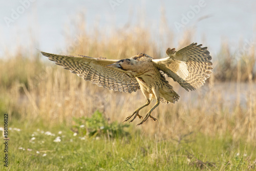 Bittern (Botaurus stellaris) landing on grass, Cley, Norfolk, UK. April. 