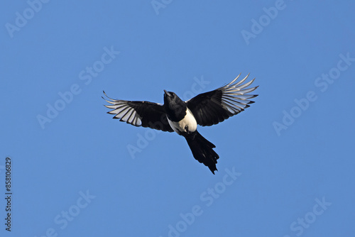 Magpie (Pica pica) in flight against blue sky, Norfolk, UK. March.  photo