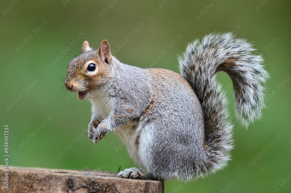 Grey squirrel (Sciurus carolinensis) sitting on tree stump, Dorset, UK. April. Controlled conditions. Grey squirrel (Sciurus carolinensis) sitting on tree stump, Dorset, UK. April. Controlled conditions.