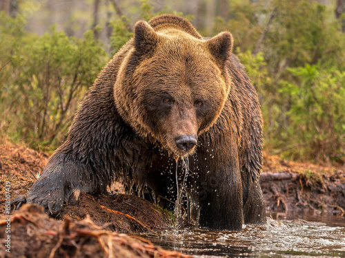 Eurasian brown bear (Ursus arctos arctos) emerging from forest pool, Finland. October. 