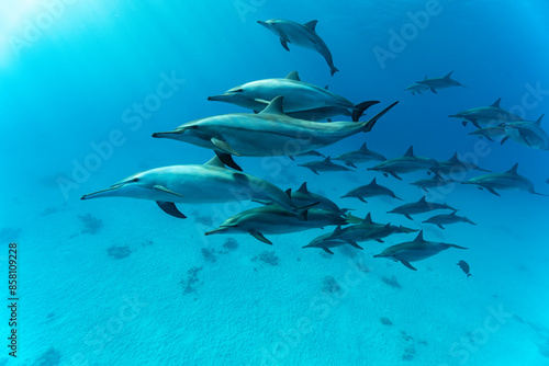 Pod of Spinner dolphins (Stenella longirostris) swimming over shallow sandy lagoon, Marsa Alam, Egypt, Red Sea. 