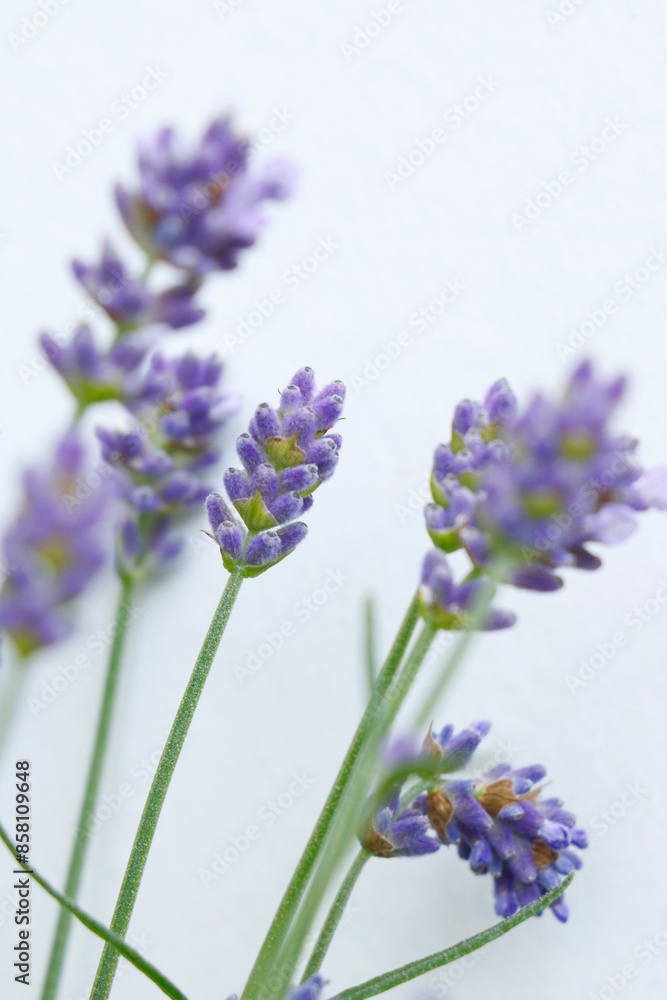 Fototapeta premium Lavande de jardin