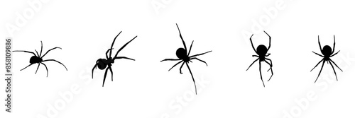 group spider silhouette illustration  background for a holloween day © Al