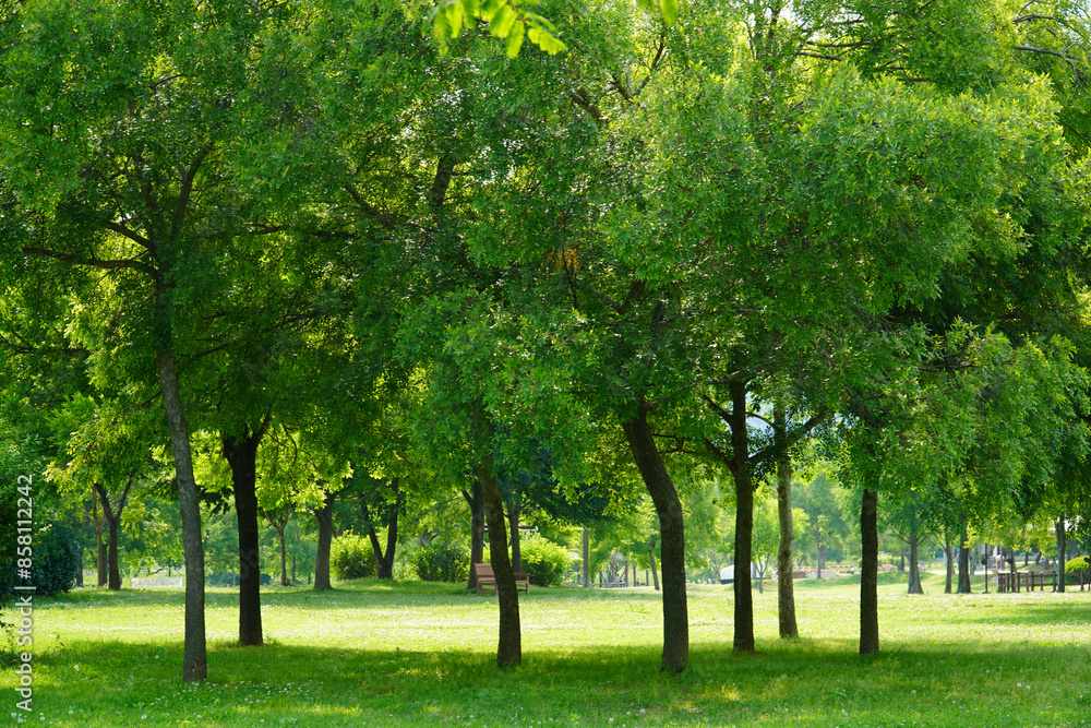 Naklejka premium trees in the park