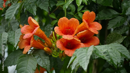 Close-up of Campsis radicans flowers blooming in the rain