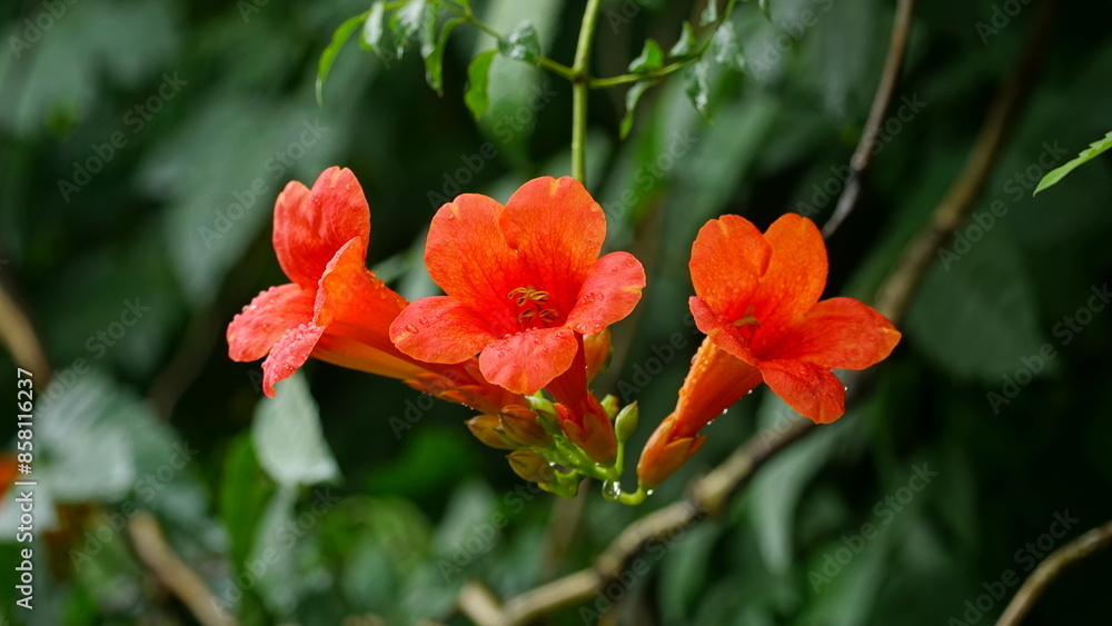 Close-up of Campsis radicans flowers blooming in the rain Close-up of Campsis radicans flowers blooming in the rain