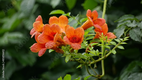 Close-up of Campsis radicans flowers blooming in the rain
