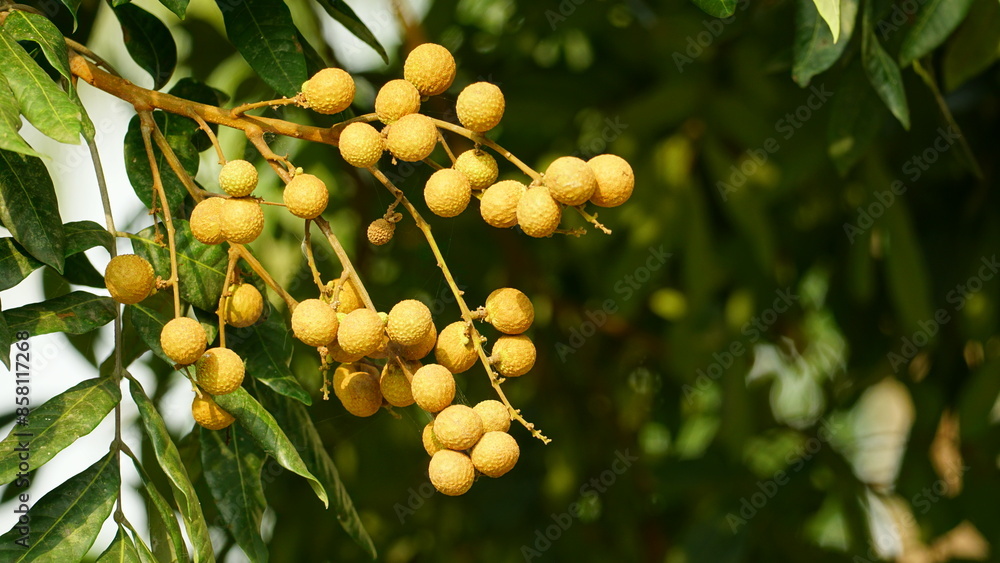 Close-up of longan fruit on tree Close-up of longan fruit on tree