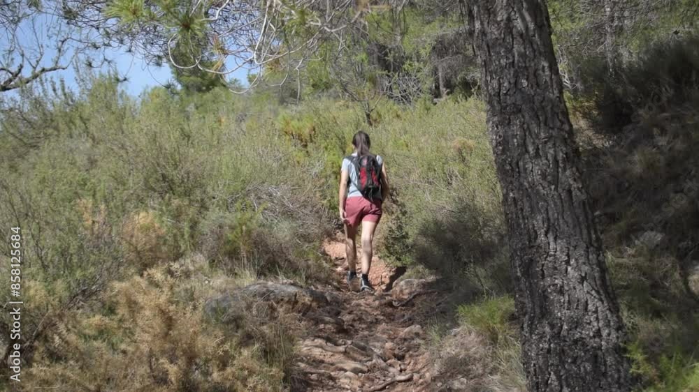 Fit brunette girl hiking coniferous forest in Spain Fit brunette girl hiking coniferous forest in Spain