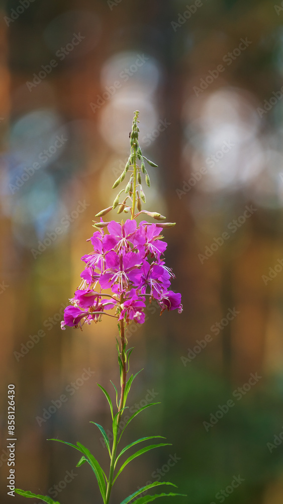 Obraz premium Flowering fireweed on a forest road.Chamaenerion angustifolium, great willowherb, rosebay willowherb. Blurred background, bokeh. Place for text.