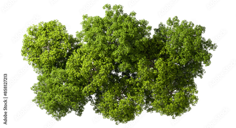 Obraz premium Top view serenity green trees group on transparent 3d render png