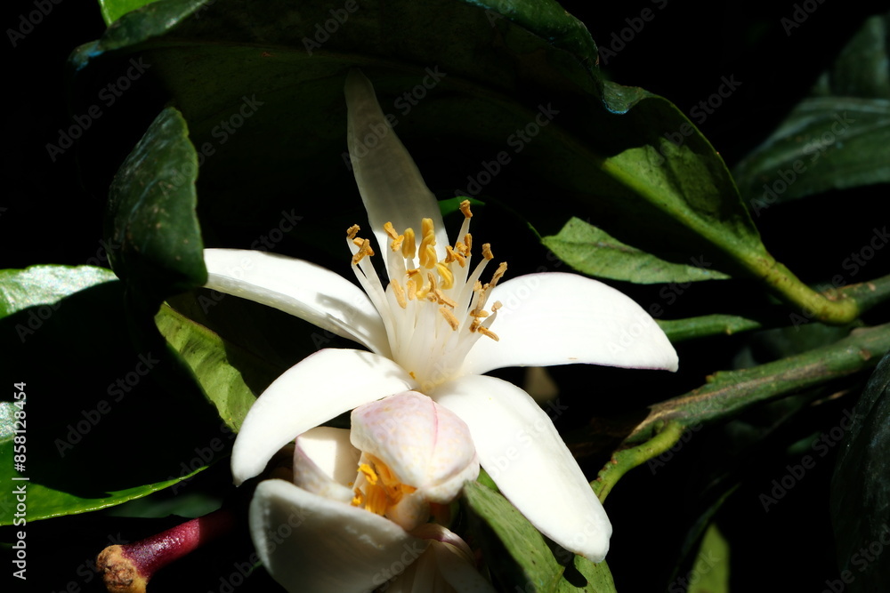 Fototapeta premium White flower of citrus with green leaves.