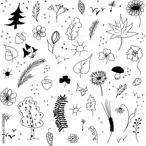 Doodle illusttratio, black and white hand drawn, ceparated elements on white background, summer, nature, leaves