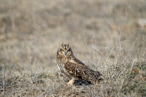 Wallpaper Mural The common barn owl or barn owl is the most widely distributed owl species, as well as one of the most common bird species. Torontodigital.ca