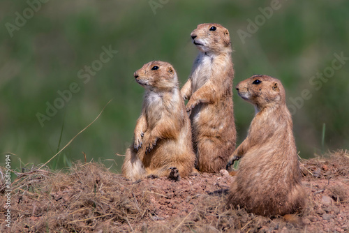 prairie dogs on the ground