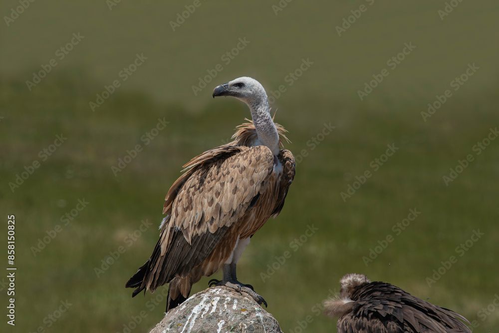 Fototapeta premium The griffon vulture is a large vulture species from the sparrowhawk family. Photographed in Türkiye - Bolu region.
