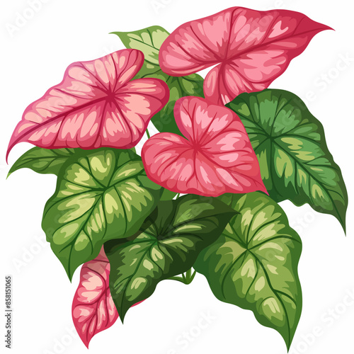 Caladium