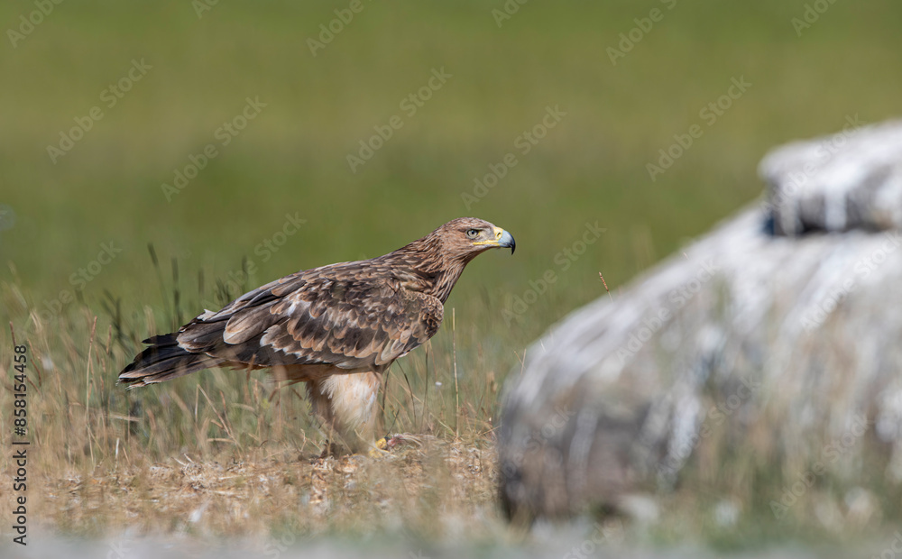 The booted eagle is a mostly migratory bird of prey with a wide distribution in the Palearctic and South Asia. Photographed in the Bolu region, Turkey. The booted eagle is a mostly migratory bird of prey with a wide distribution in the Palearctic and South Asia. Photographed in the Bolu region, Turkey.