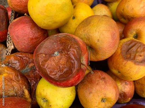 Moldy rotten fruit, a pile of contaminated by blue mold fungi apples closeup. Shrunken, Penicillium mildew covered, tainted, decomposing, in different stages of spoilage. Improper food storage