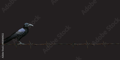 Black crow on old barb wire with black background graphic illustrated have blank space.