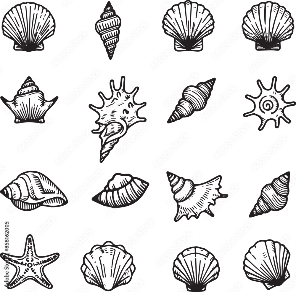 A set of sea shell vector outline image A set of sea shell vector outline image
