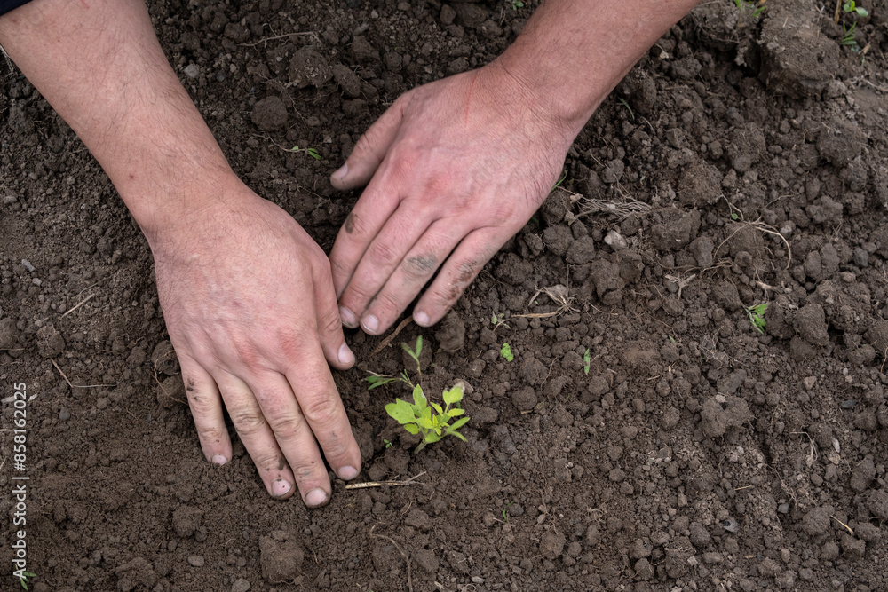A man plants a tomato seedling in open ground. A man plants a tomato seedling in open ground.