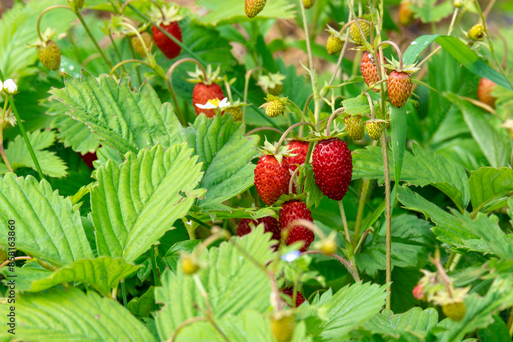 Wild wild strawberries, ripe berries. Wild wild strawberries, ripe berries.