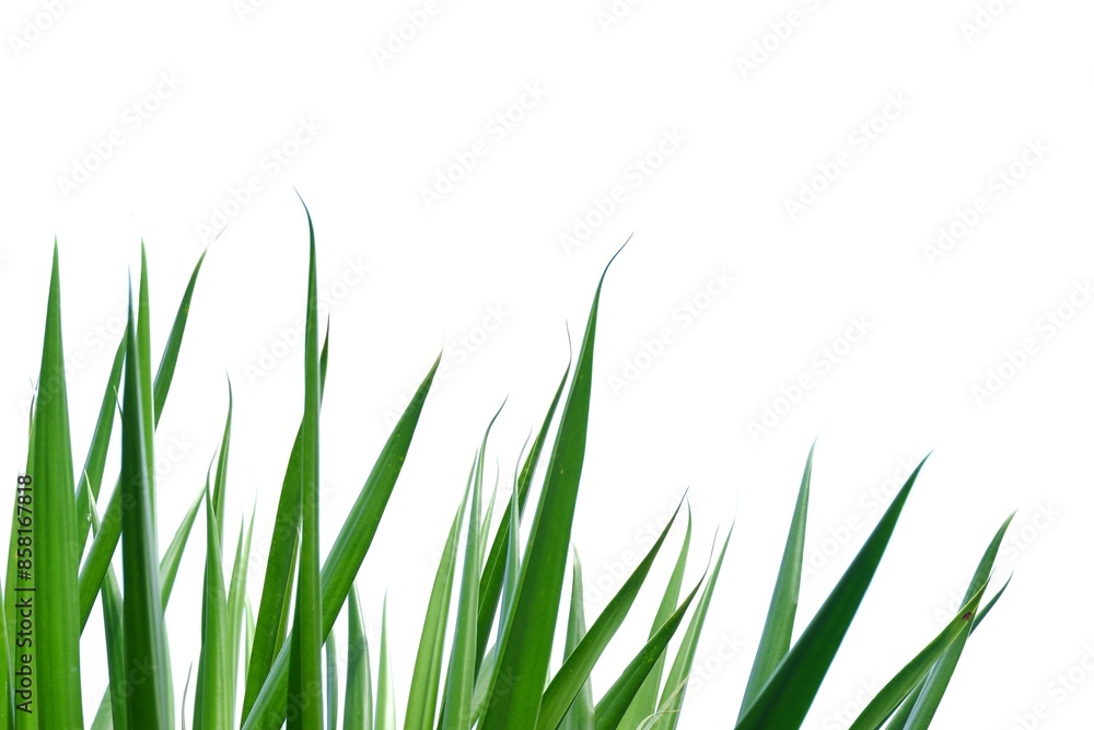 A tropical palm leaves on white isolated background for green foliage backdrop A tropical palm leaves on white isolated background for green foliage backdrop