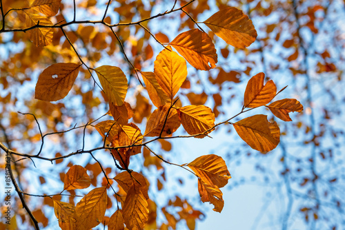 autumn time, colorful fall, colorful beech leafs, beech tree, fagus sylvatica