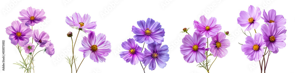 Fototapeta premium Set of purple cosmos flowers isolated on white