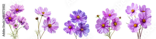 Set of purple cosmos flowers isolated on white