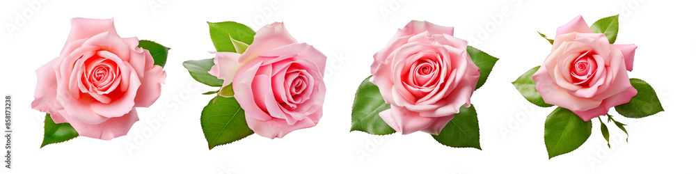 Close up rose flower isolated on white Close up rose flower isolated on white