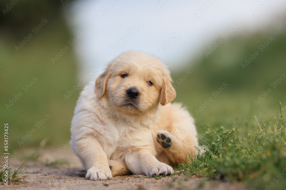 Fototapeta premium small dog golden retriever labrador puppy sitting on the road. dog for sale