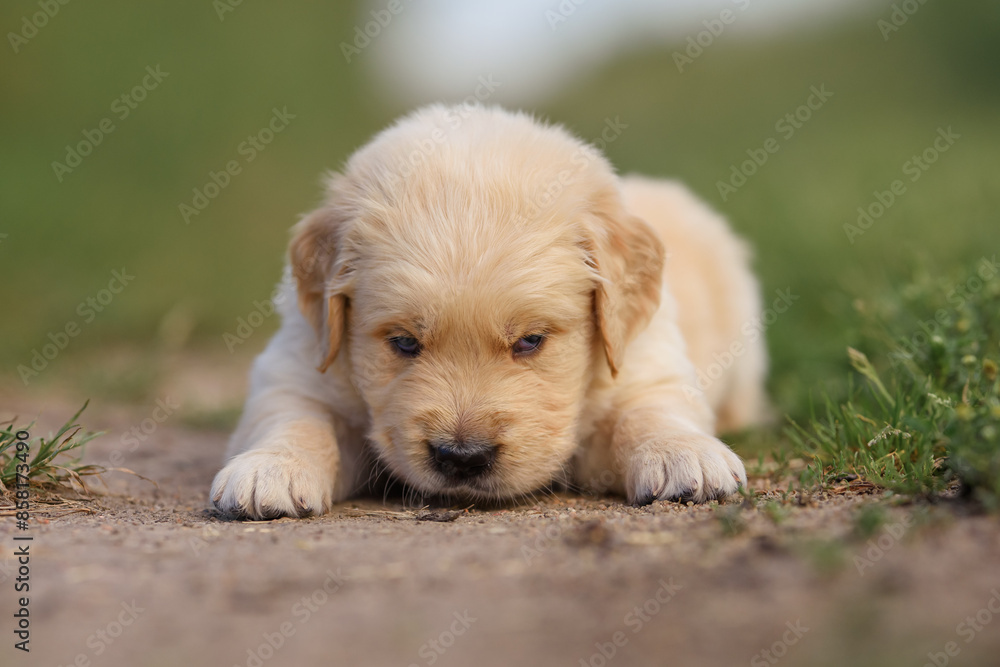 small dog golden retriever labrador puppy sitting on the road. dog for sale small dog golden retriever labrador puppy sitting on the road. dog for sale
