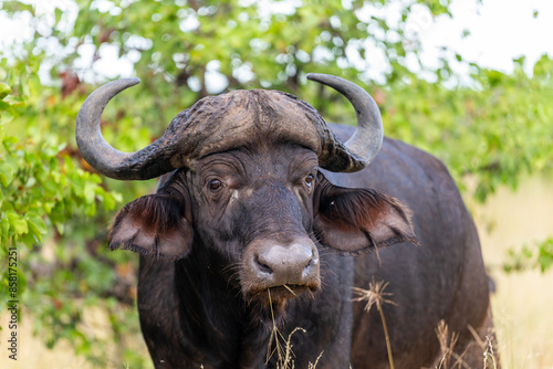 African Buffalo bull in the Kruger National Park 