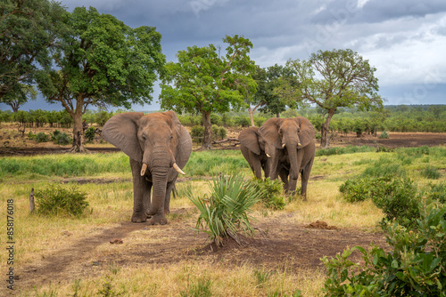 Elephants in the Kruger National Park, South Africa 