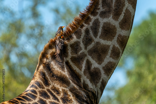 Photography Giraffe in the Kruger National Park, South Africa