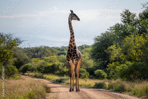 Photography Giraffe in the Kruger National Park, South Africa
