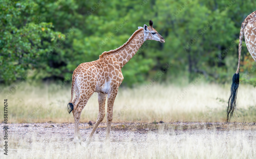 Giraffe in the Kruger National Park, South Africa Giraffe in the Kruger National Park, South Africa