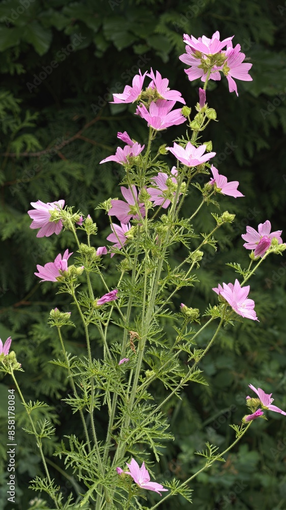 Obraz premium Musk-mallow (Malva moschata) with many pink flowers in naturalistic garden. 
